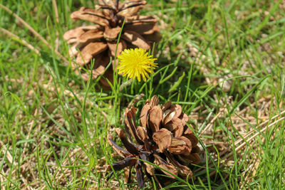 Close-up of yellow flowering plant on land