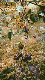 Close-up of fruits hanging on tree