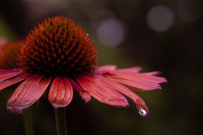 Close-up of pink flower