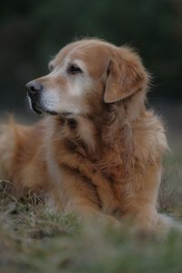 Golden retriever