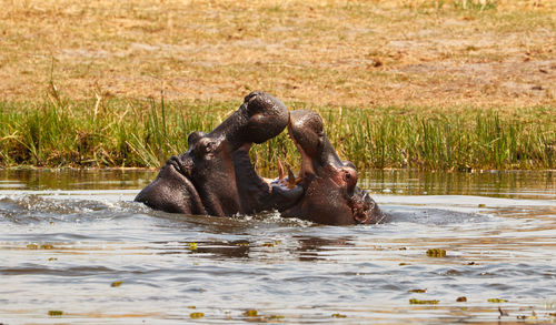 Hippopotamus fighting in pond