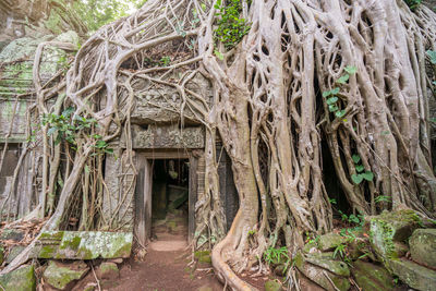 Trees growing in forest