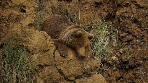 High angle view of lion