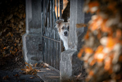 Portrait of dog sitting by gate