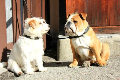 Close-up of dogs sitting outdoors