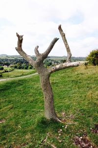 Trees on field