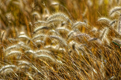 Close-up of crops on field