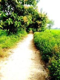 Road amidst trees and plants