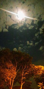 Low angle view of trees in forest against sky