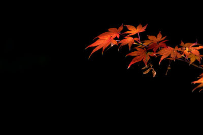 Close-up of maple leaves