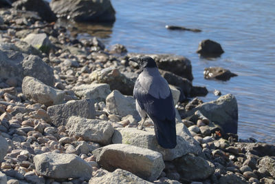 Hooded crow watching out
