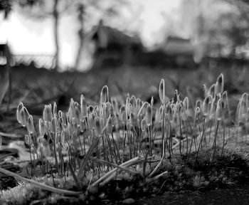 Close-up of plants growing on field