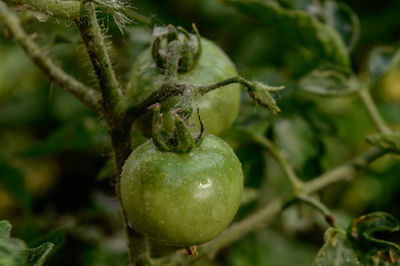 Closeup micro shot of indian green tomato cover up with soil and fertilizer and water.