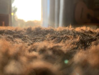 Close-up of plants on sunny day