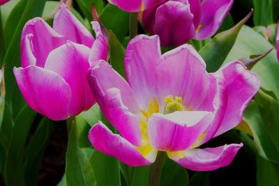 Close-up of pink flowers