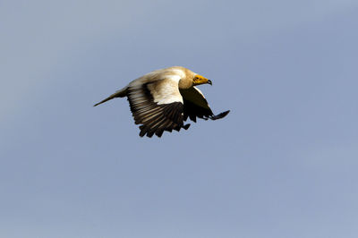 Low angle view of bird flying in sky