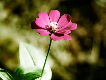 Close-up of pink flower blooming outdoors