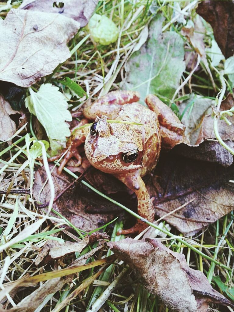 animal themes, leaf, one animal, high angle view, wildlife, animals in the wild, frog, close-up, grass, nature, reptile, outdoors, day, plant, dry, no people, twig, field, amphibian, ground