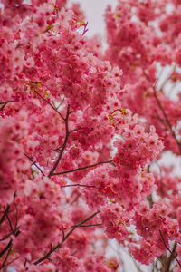 Close-up of cherry blossom