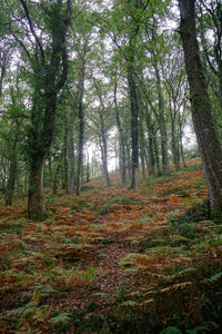 Trees in forest during autumn