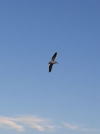 Low angle view of seagull flying in sky