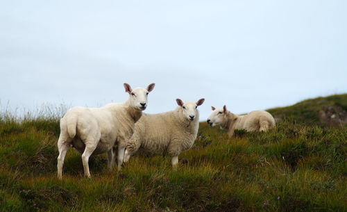 Sheep standing in a field