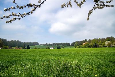 Scenic view of field against sky