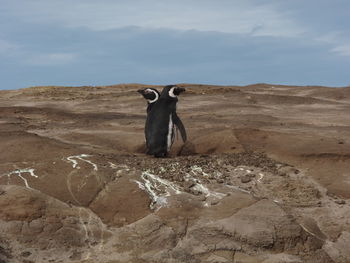 Horse standing on desert against sky