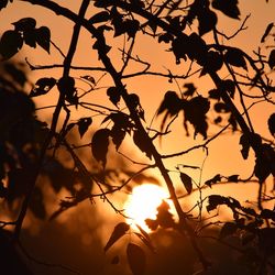 Close-up of silhouette tree against sky during sunset