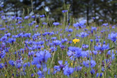 Close-up of purple crocus flowers on field