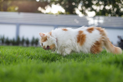 Dog lying down on land