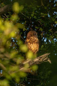Close-up of bird on tree