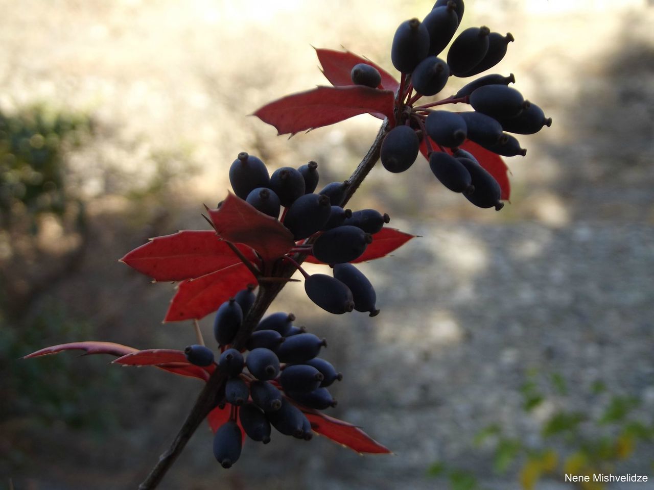 flower, freshness, growth, leaf, fragility, beauty in nature, nature, focus on foreground, close-up, red, plant, petal, season, day, blooming, in bloom, flower head, botany, outdoors, bud