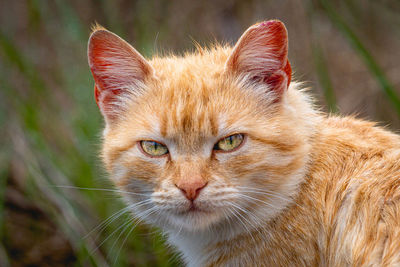 Close-up portrait of a cat