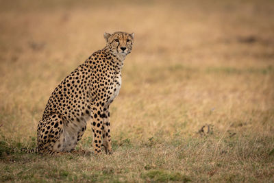 Cheetah sitting on field in zoo