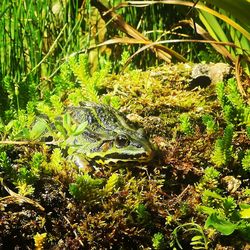 Close-up of frog on plants by land