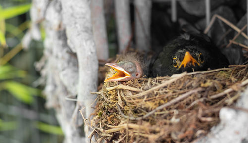 Close-up of birds in nest
