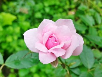 Close-up of pink rose blooming outdoors