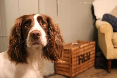 Close-up portrait of a dog at home