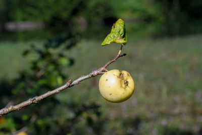 Close-up of lemon growing on tree