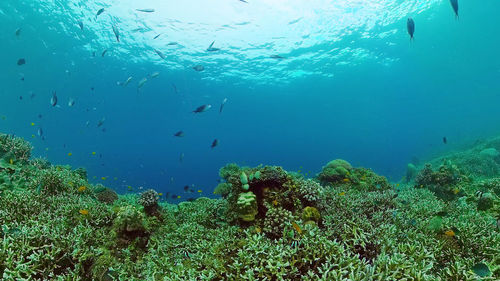underwater