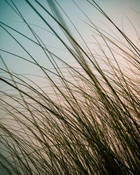 Low angle view of stalks against sky at sunset