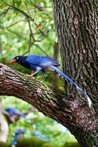 Close-up of bird perching on tree trunk