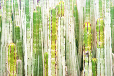 Full frame shot of fresh green plants in forest