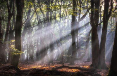 Sunlight streaming through trees in forest