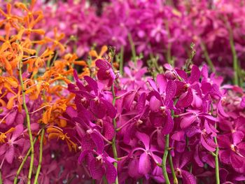 Close-up of purple flowers