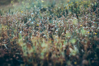 Plant growing on field