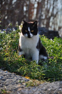 Close-up of cat