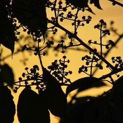 Close-up of silhouette flowering plant against trees