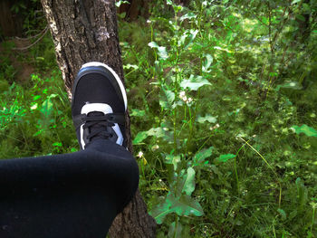 Low section of person standing on tree trunk
